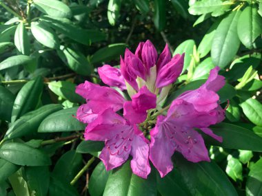 Azalea rhododendron çiçekleri yaz altında şehir parkında