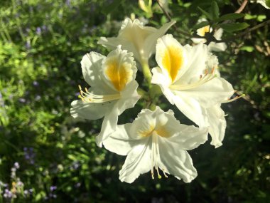 Azalea rhododendron çiçekleri yaz altında şehir parkında