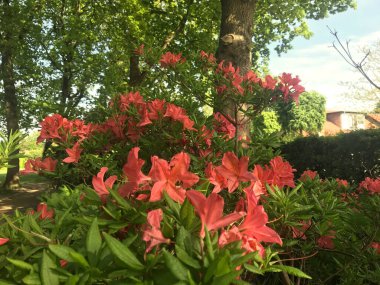Azalea rhododendron çiçekleri yaz altında şehir parkında