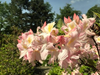 Azalea rhododendron çiçekleri yaz altında şehir parkında