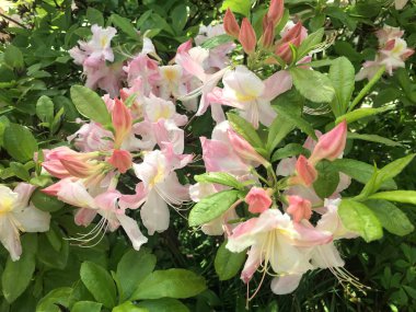 Azalea rhododendron çiçekleri yaz altında şehir parkında