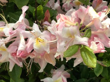 Azalea rhododendron çiçekleri yaz altında şehir parkında