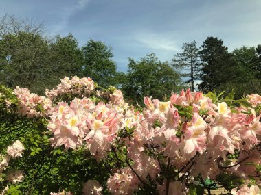 Azalea rhododendron çiçekleri yaz altında şehir parkında