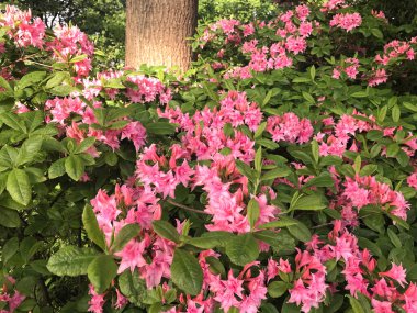 Azalea rhododendron çiçekleri yaz altında şehir parkında