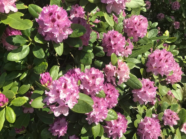 Azalee Rhododendron Blüht Stadtpark Sommer — Stockfoto