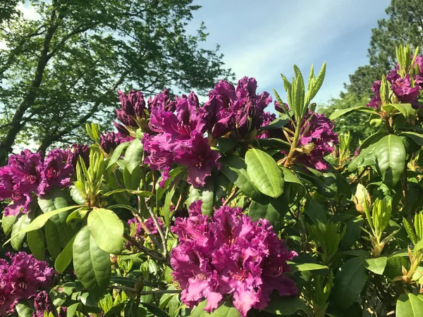 Azalea Rododendros Flores Parque Ciudad Verano — Foto de Stock