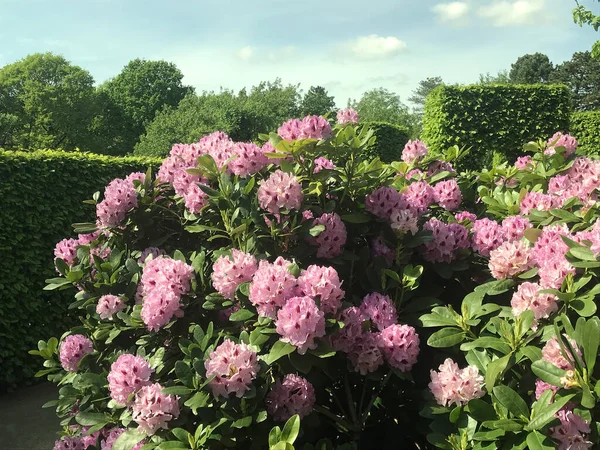 Azalea Rhododendrons Blommor Stadsparken Sommaren — Stockfoto