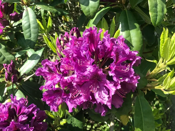 Azalea Rhododendrons Fleurs Dans Parc Ville Sous Été — Photo