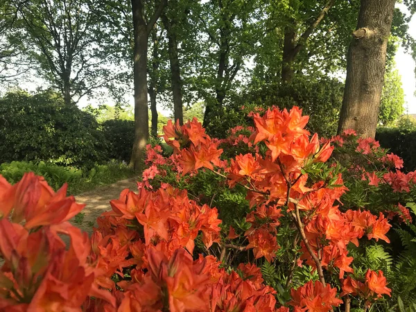 Azalea Rhododendrons Flowers City Park Summer — Stock Photo, Image