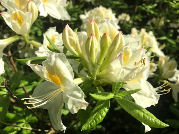 Azalea Rhododendrons Fleurs Dans Parc Ville Sous Été — Photo