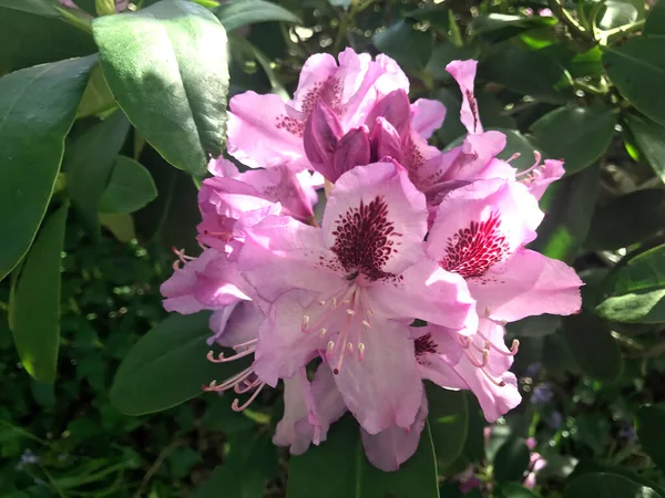 Azalea Rhododendrons Fleurs Dans Parc Ville Sous Été — Photo