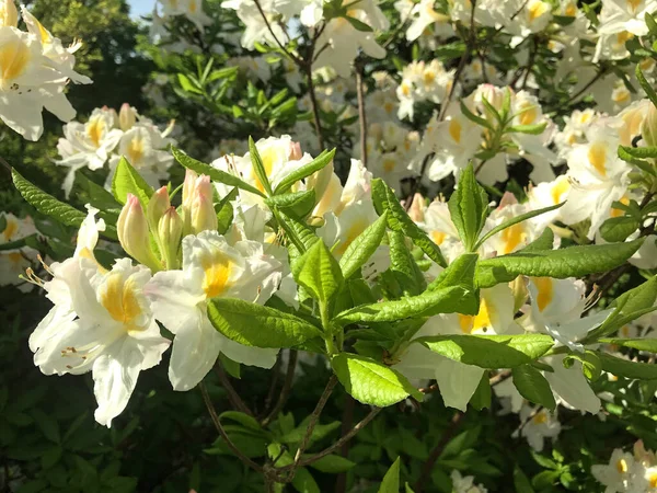 Azalee Rhododendron Blüht Stadtpark Sommer — Stockfoto
