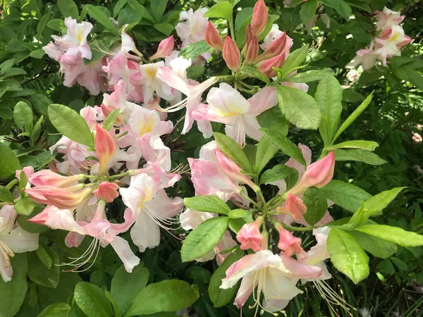 Azalea Rhododendrons Fleurs Dans Parc Ville Sous Été — Photo