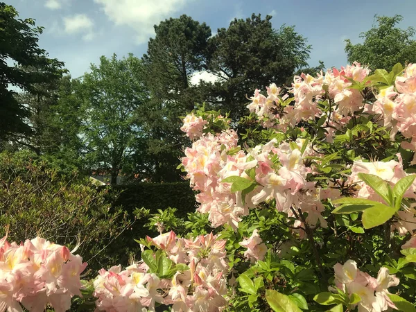 Azalea Rhododendrons Flowers City Park Summer — Stock Photo, Image