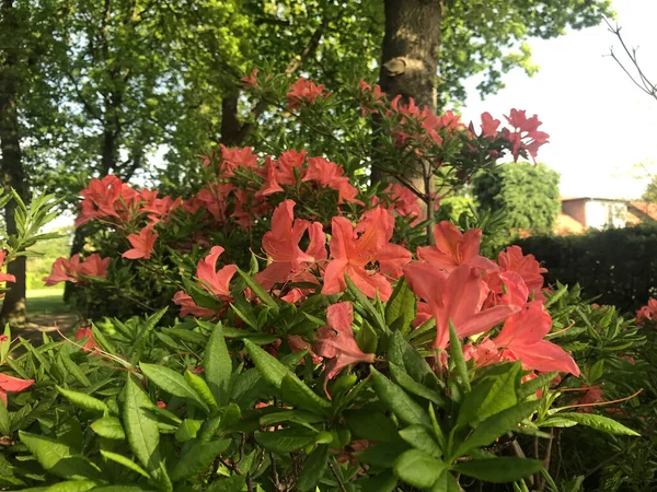 Azalea Rhododendrons Fleurs Dans Parc Ville Sous Été — Photo