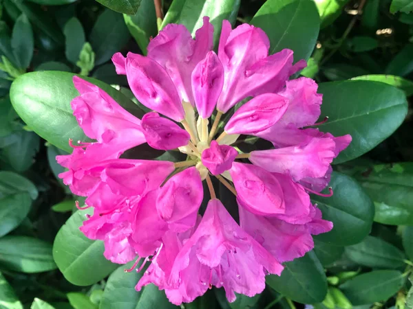 Azalea Rhododendrons Fleurs Dans Parc Ville Sous Été — Photo
