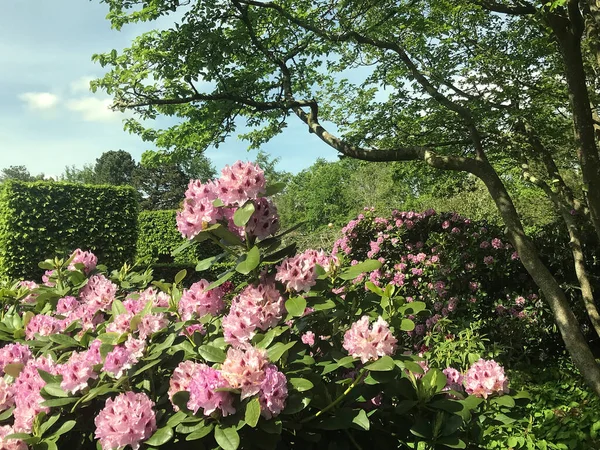 Azalea Rhododendrons Flowers City Park Summer — Stock Photo, Image