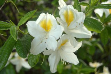 Azalea - rhododendron çiçekleri yazın altında şehir parkında