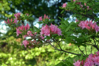 Azalea - rhododendron çiçekleri yazın altında şehir parkında