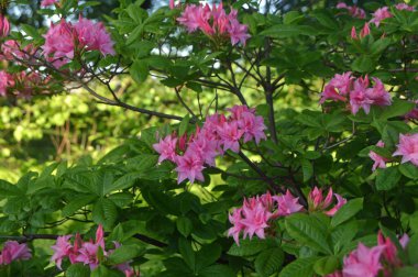 Azalea - rhododendron çiçekleri yazın altında şehir parkında