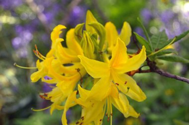Azalea - rhododendron çiçekleri yazın altında şehir parkında