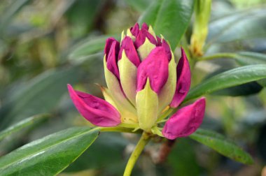Azalea - rhododendron çiçekleri yazın altında şehir parkında