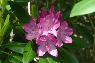Azalea - rhododendron çiçekleri yazın altında şehir parkında