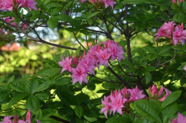 Azalea - rhododendron çiçekleri yazın altında şehir parkında