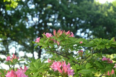 Azalea - rhododendron çiçekleri yazın altında şehir parkında