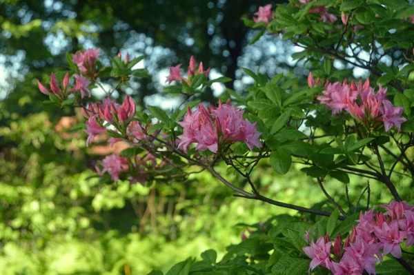 夏下公园里的杜鹃 杜鹃花 — 图库照片