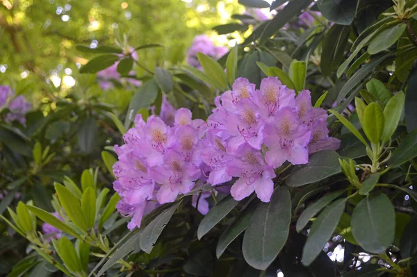 夏下公园里的杜鹃 杜鹃花 — 图库照片