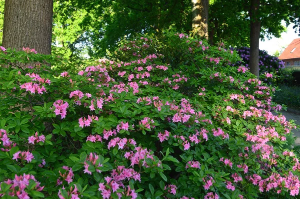 Azalea Rododendronové Květiny Městském Parku Létě — Stock fotografie