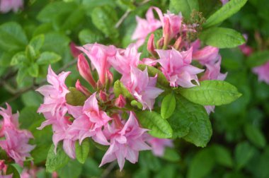 Azalea - rhododendron çiçekleri yazın altında şehir parkında