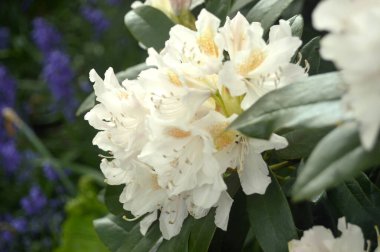 Azalea - rhododendron çiçekleri yazın altında şehir parkında