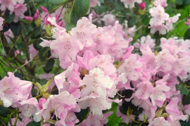 Azalea - rhododendron çiçekleri yazın altında şehir parkında