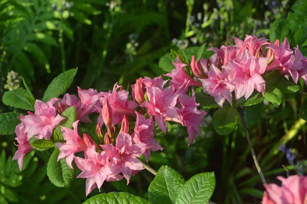 Azálea Flores Rododendro Parque Cidade Abaixo Verão — Fotografia de Stock