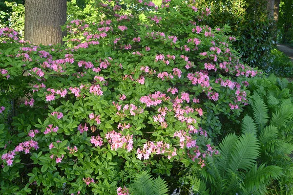 Азалия Цветы Рододендрона Городском Парке Лето — стоковое фото