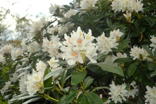 Azalea Fiori Rododendro Nel Parco Cittadino Durante Estate — Foto Stock