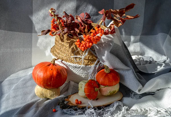 Fall cozy photo concept. Decorative pumpkins, bang blanket, season harvest vegetables