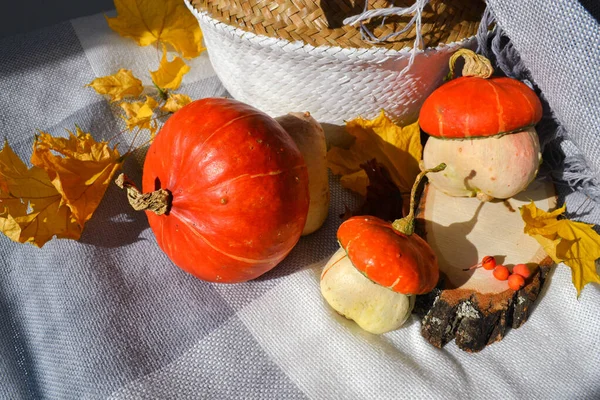 Citrouilles décoratives, couverture bang, légumes de saison — Photo