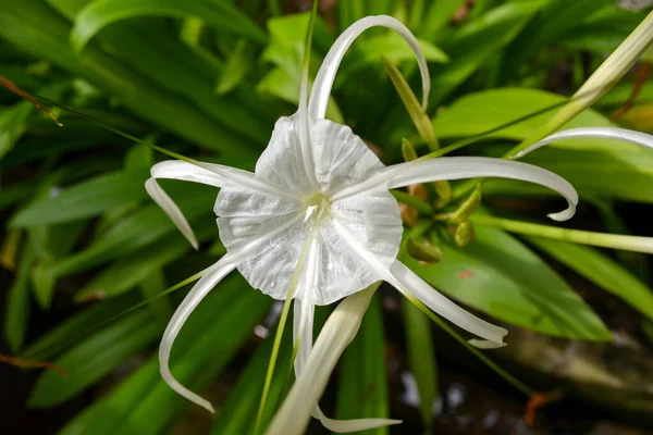 Imenocallis littoralis fiore bianco su sfondo verde sfocatura — Foto Stock