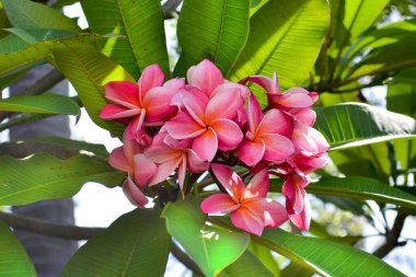Tropikal yapraklar içinde pembe ve sarı çiçek açan bir tesisat.