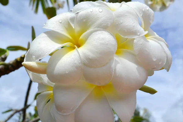 美しいフランジパニの花の束 — ストック写真