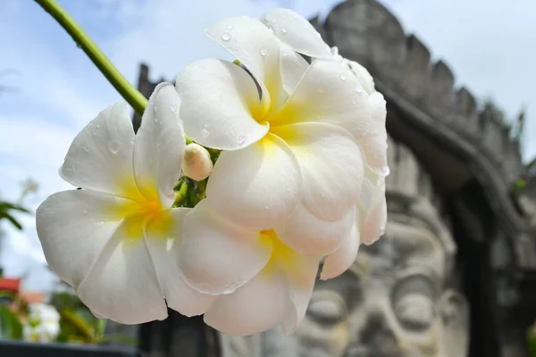 美しいフランジパニの花の束 — ストック写真