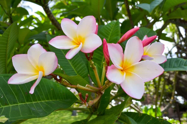 Weiß, rosa und gelb blühende Plumeria in tropischen Blättern — Stockfoto