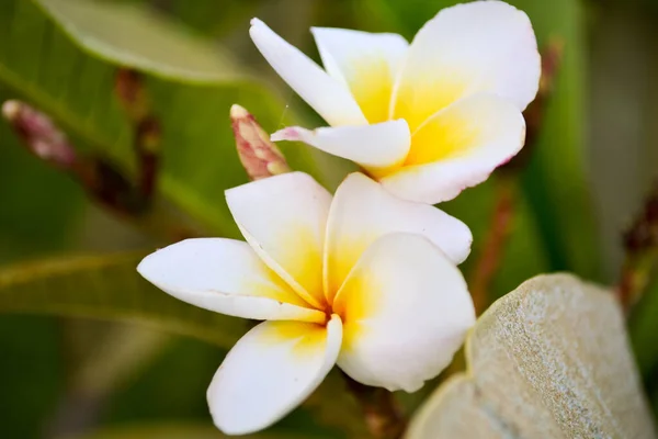 Fresco tropicale spa fiori frangipani — Foto Stock