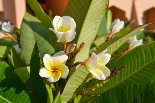 Flores tropicais frescas do spa frangipani — Fotografia de Stock