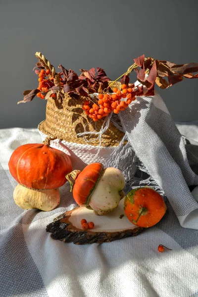 Fall cozy concept with pumpkins, basket, blanket — Stock Photo, Image