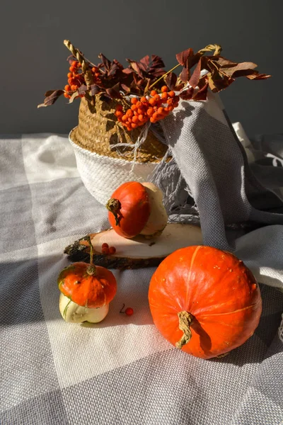 Petites citrouilles moches décoratives. Automne photo confortable concept halloween — Photo