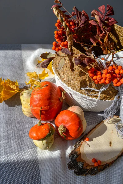 Little decorative ugly pumpkins. Fall cozy photo halloween concept — Stock Photo, Image